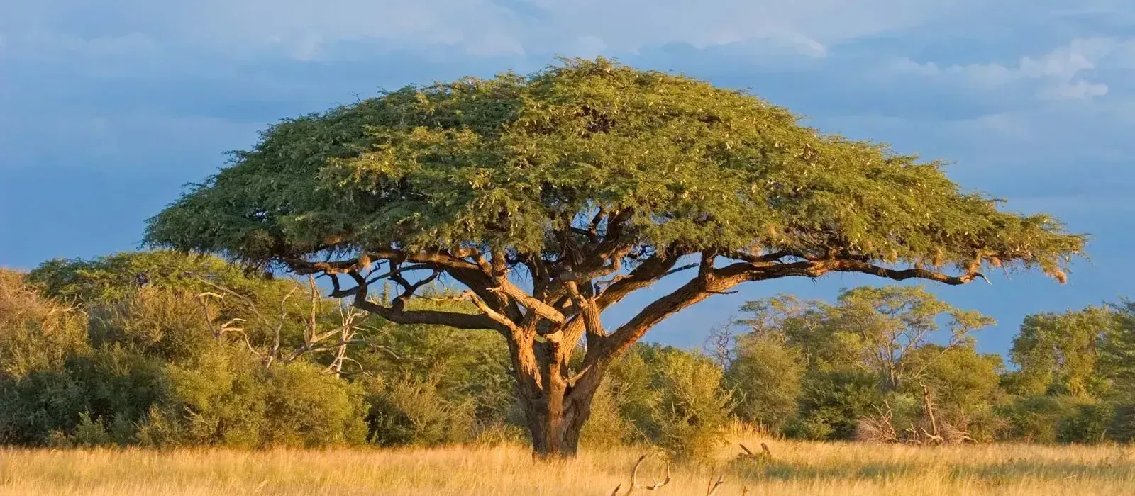 Bosquet d’acacias dans une plaine sèche, lumière chaude de fin de journée.